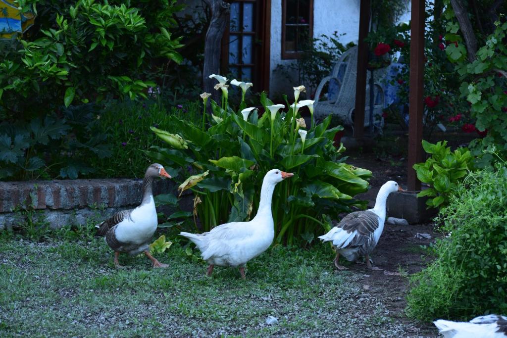 伊斯拉德迈波Alojamiento Rural Casa Quinta Peumayen的相册照片