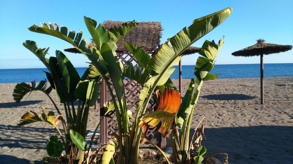 多列毛利诺斯Aloha Paraíso的海滩前的植物,带雨伞