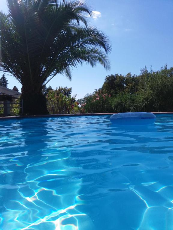 特尔尼Villa San Valentino的一座棕榈树环绕的游泳池