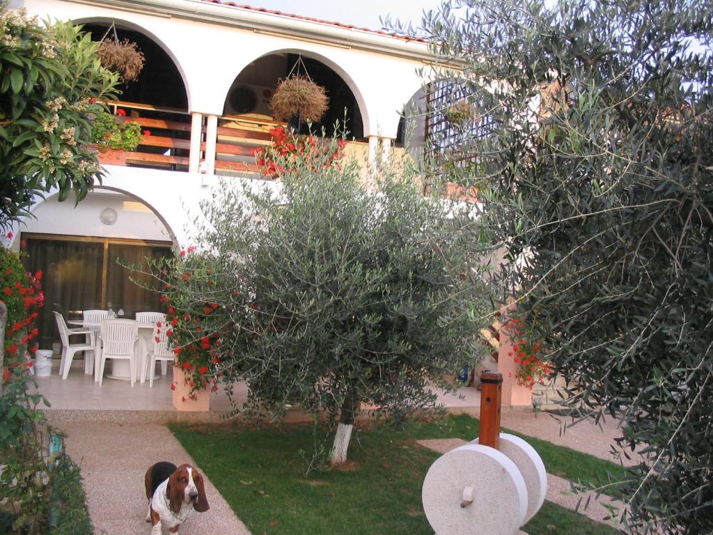 法扎纳Apartment Dady with a large covered terrace的狗站在房子的院子中