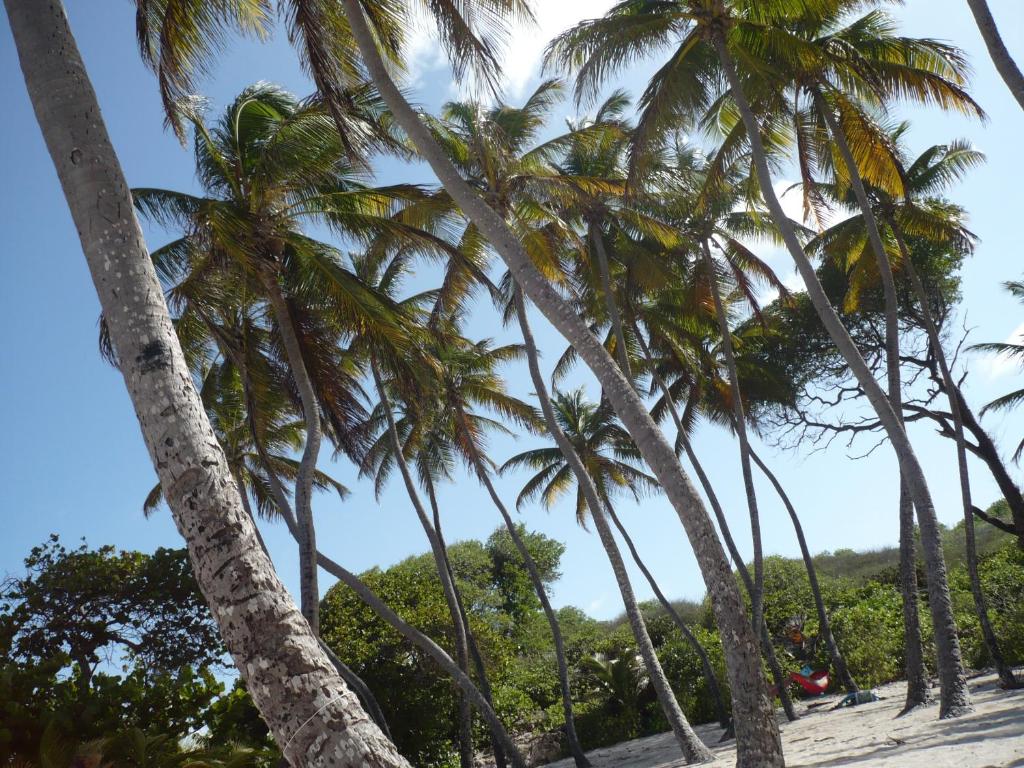 勒沃克兰Grande Maison Chez Eliane的海滩上一排棕榈树