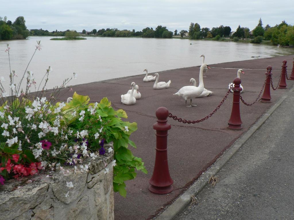 VignonetGites Lacale face à la rivière的一群天鹅在河边人行道上