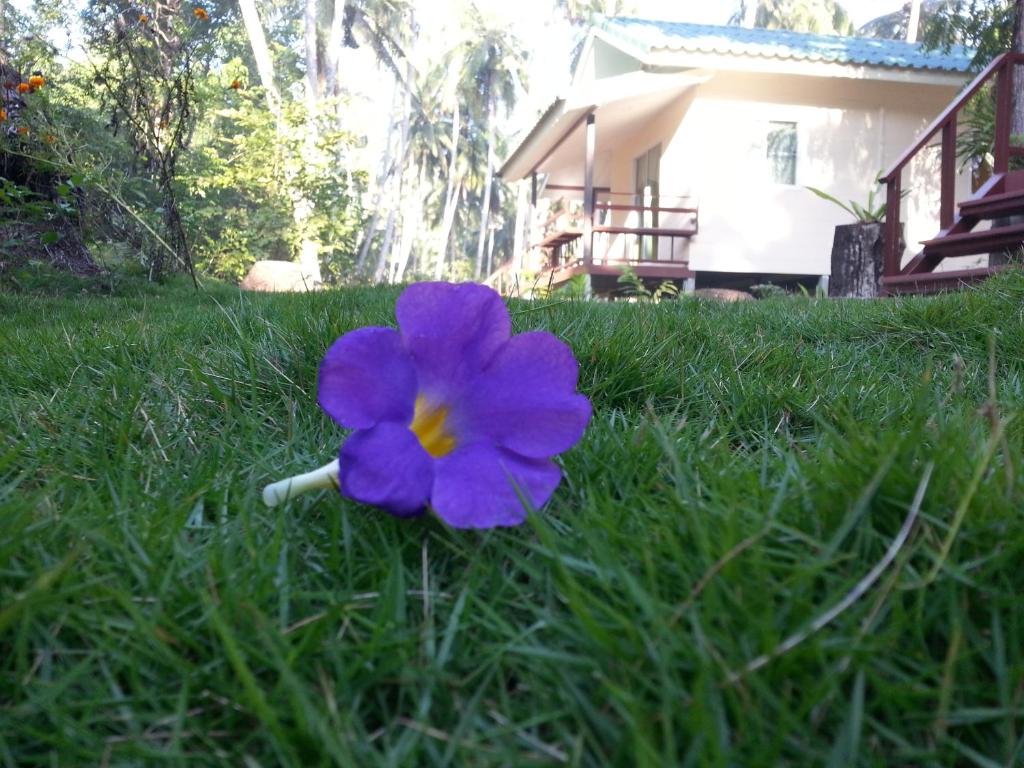 库德岛阁骨岛班普恩旅馆的房子前面草上的紫色花