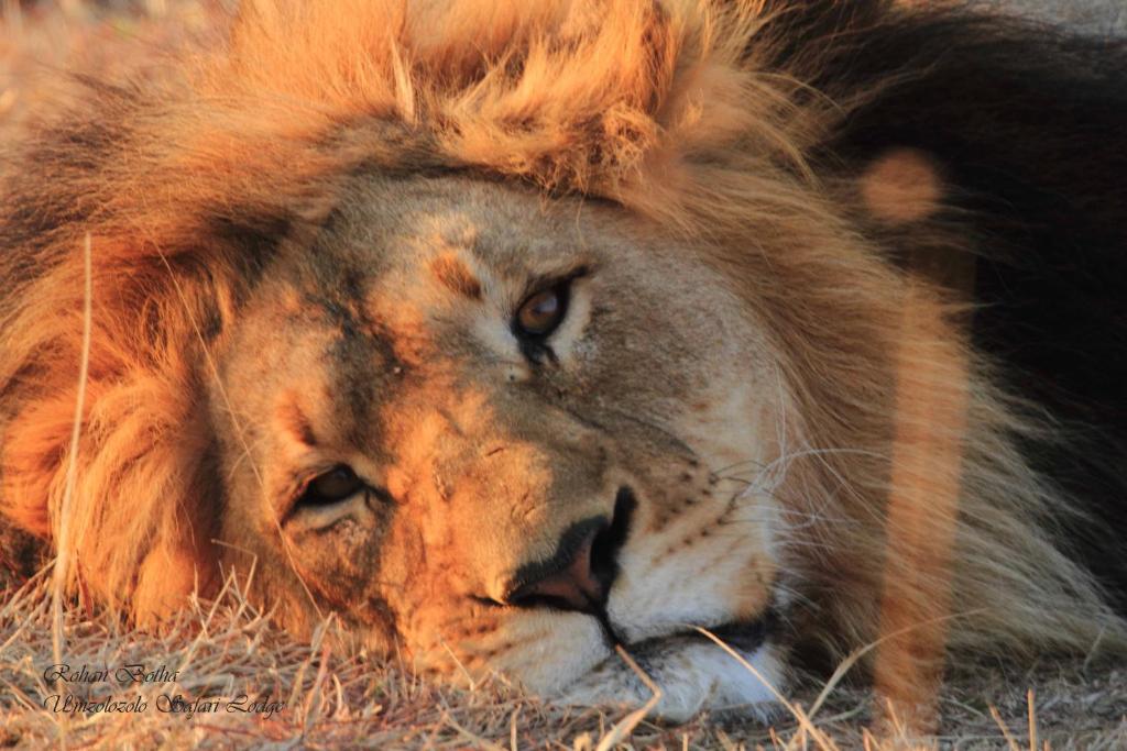 纳姆比提动物保护区Umzolozolo Private Safari Lodge & Spa的狮子用狮子胡子躺在草地上