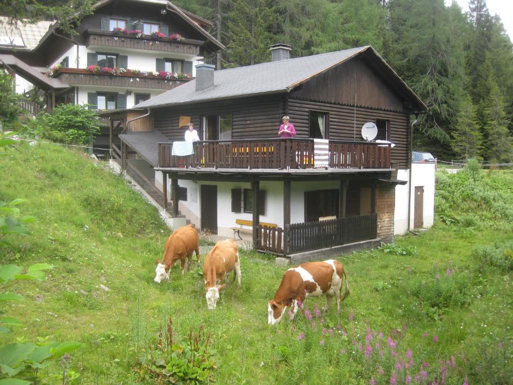 索内纳尔佩·纳斯费尔德Haus Serena的一群牛在房子前面的草地上放牧