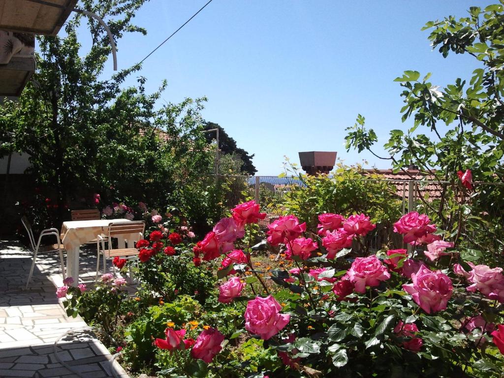 杜布罗夫尼克迪诺杰尔公寓酒店的庭院里种满了粉红色玫瑰的花园