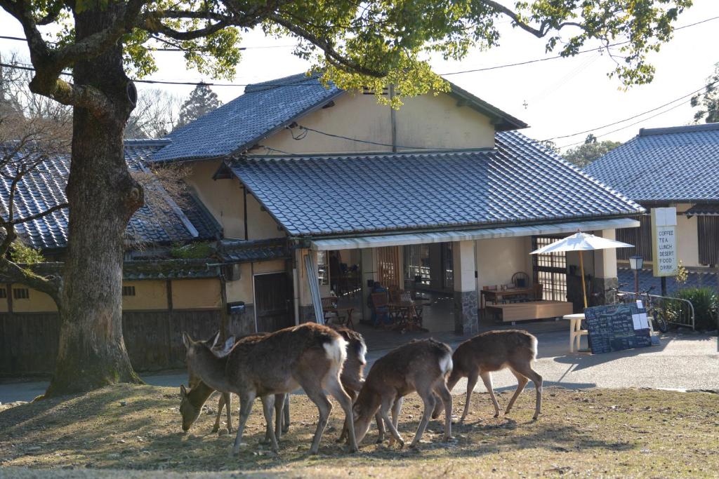 奈良鹿园酒店 的三个鹿站在房子前面