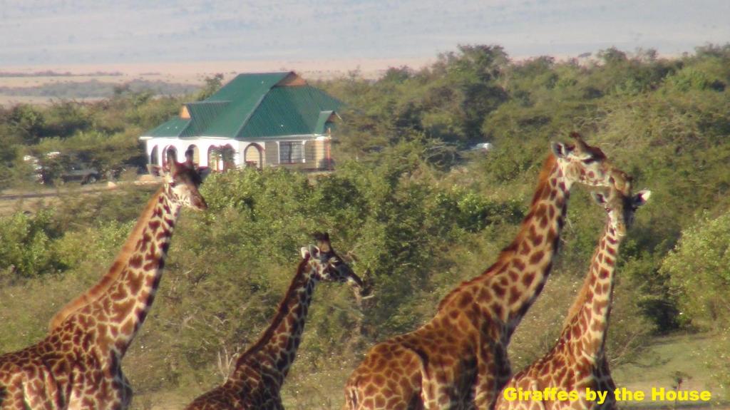 塔勒克Narasha Homestay - Maasai Mara的一群长颈鹿站在房子前面