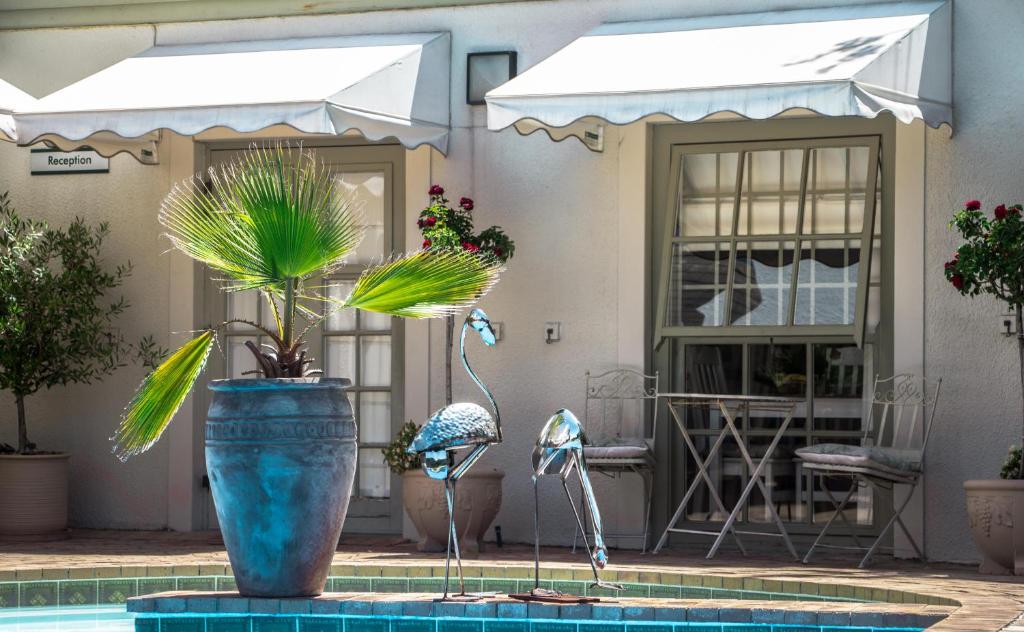 开普敦野生橄榄宾馆的游泳池里种植植物的大蓝色花瓶