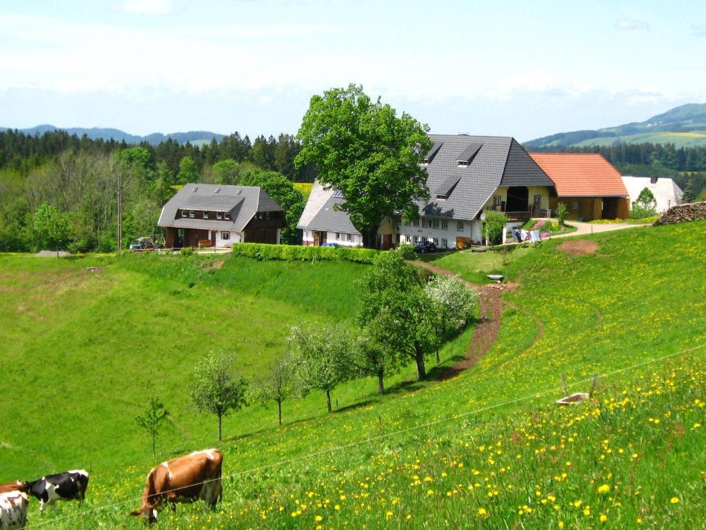 ErlenbachBrosihof的两头奶牛在有房子的绿地里放牧