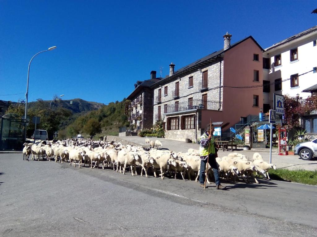 Linás de BrotoAlbergue El Último Bucardo的一群羊沿着街道走着