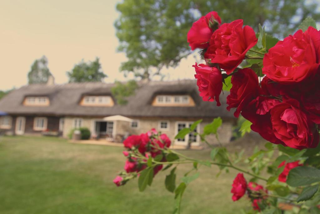 TornimäeMetsara B & B的一大束红玫瑰在房子前面