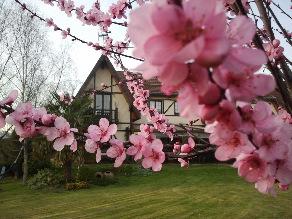 ElosuLos Arces的前面有粉红花的房子
