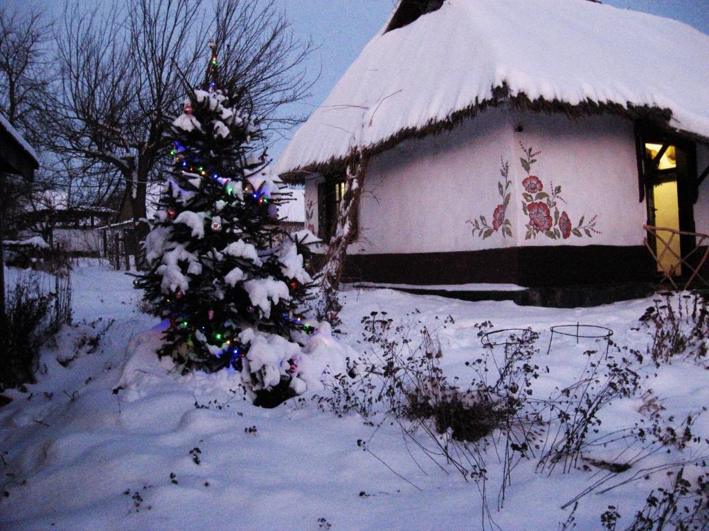 DmitrenkiKoryakivskyi Rai的房子前的雪覆盖的圣诞树