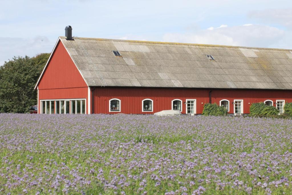 RammsjöRamsjögård Hotell的红色谷仓,有紫色的花田