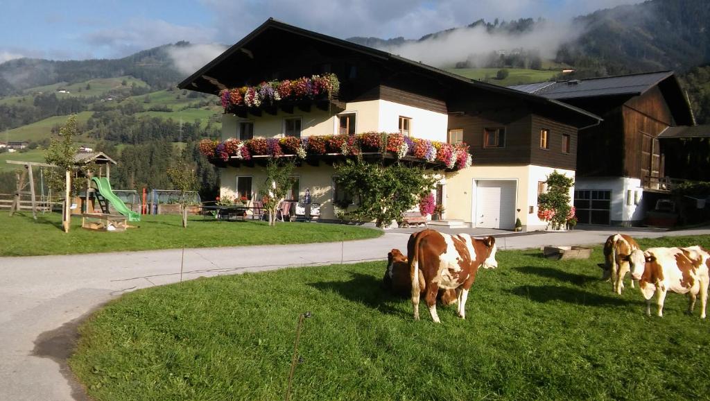 塔克森巴赫梅尼萨瑞斯霍夫农场农家乐的两头奶牛在房子前面的草地上放牧