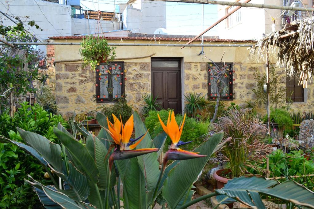 法马古斯塔Mystery Garden Guest House的一座花园,在房子前种有橙花
