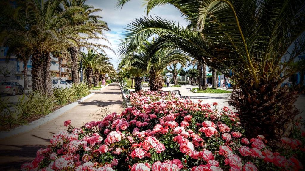 圣贝内代托-德尔特龙托珀蒂酒店的棕榈树人行道上一束粉红色的花