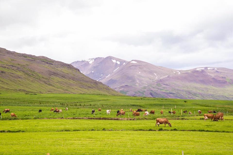 Sauðafell艾普斯塔迪尔小屋酒店的一群动物在山地放牧