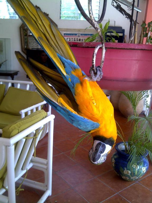 DelmasHabitation Hatt Hotel的一只大而多彩的鹦鹉挂在桌子上