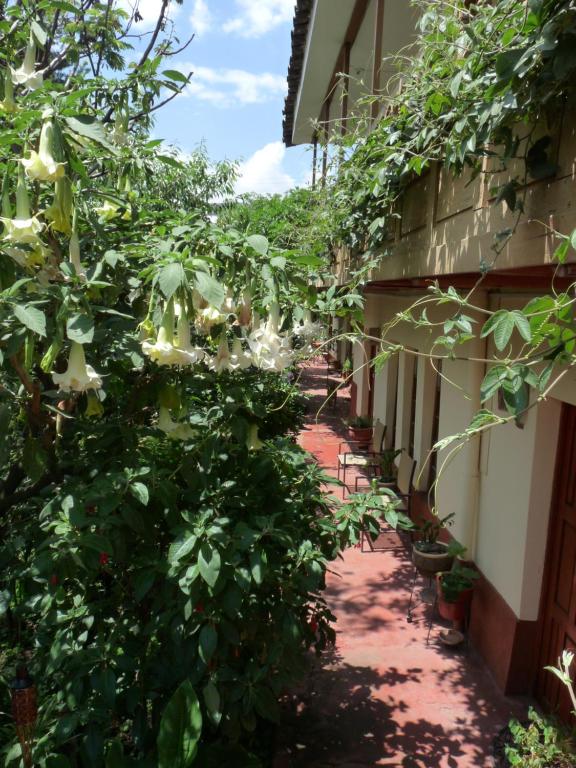 库斯科库酷利住宿加早餐旅馆的花园走廊,在建筑物的一侧种植植物