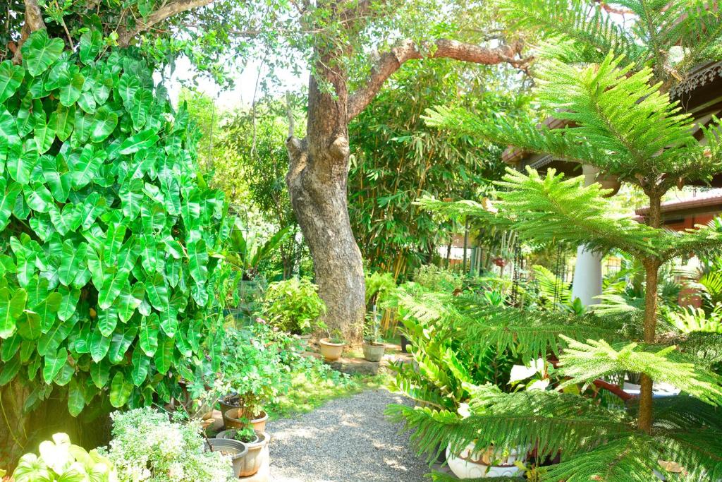 波隆纳鲁沃Livinginn Polonnaruwa的种有植物和树木的花园,小径