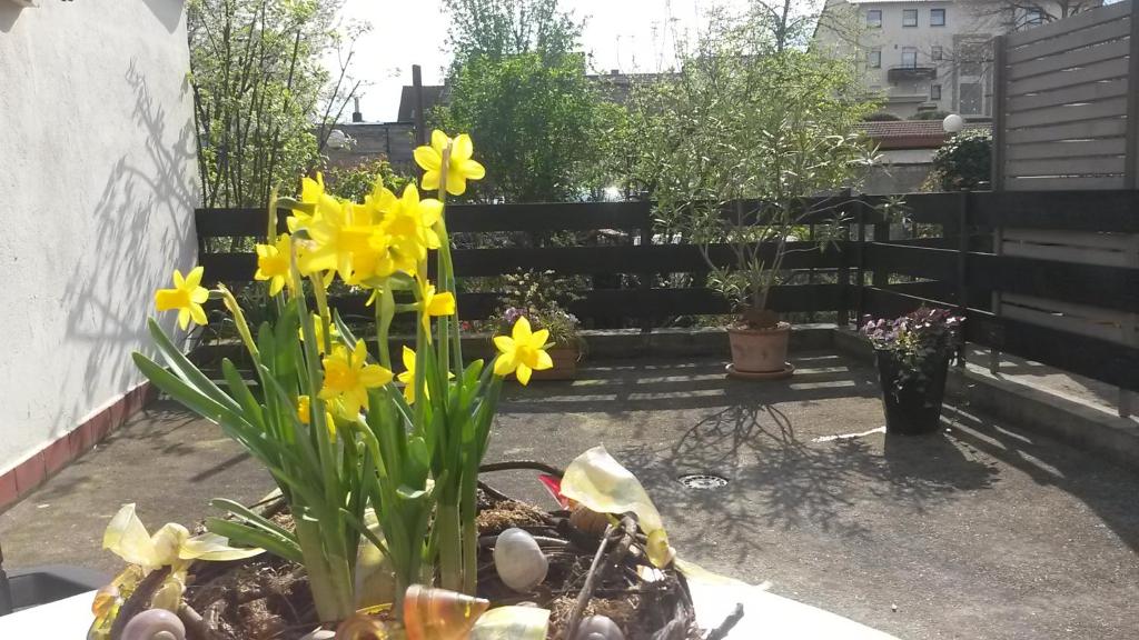 莱茵河畔路德维希港优伦内斯特鲁公寓的花园,花园内有黄色的花朵,