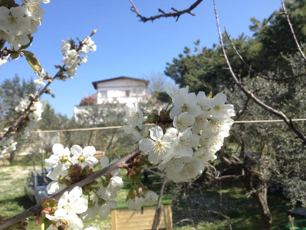 基耶蒂维亚可文图住宿加早餐旅馆的树上近距离的白色花朵