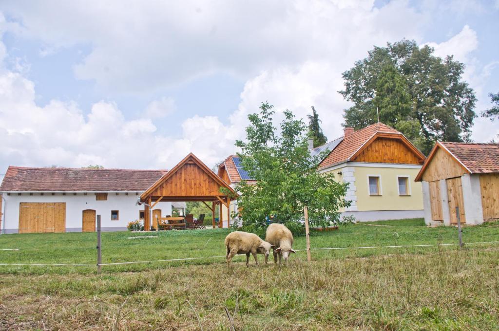 KercaszomorHarmatcsepp-Vendégház的两只羊在房子前面的田野上放牧