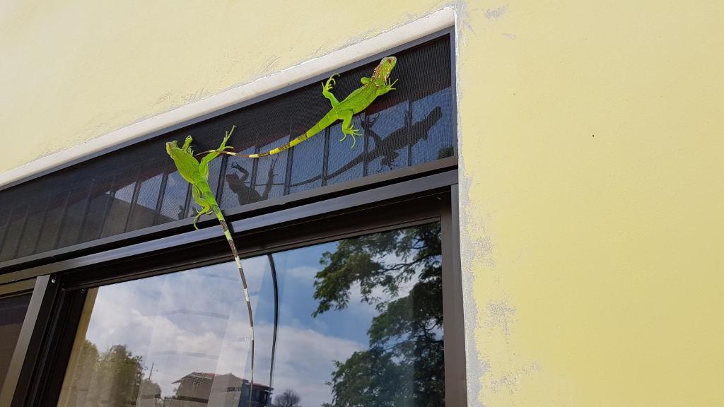 奎波斯城Yellow House的爬上窗户边的绿色蜥 ⁇ 