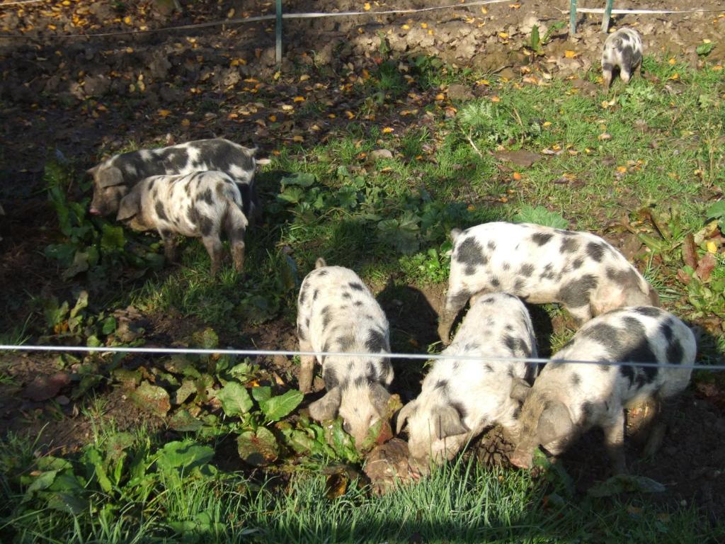 EgglhamBiohof Hausberg的一群狗在围栏后面吃草