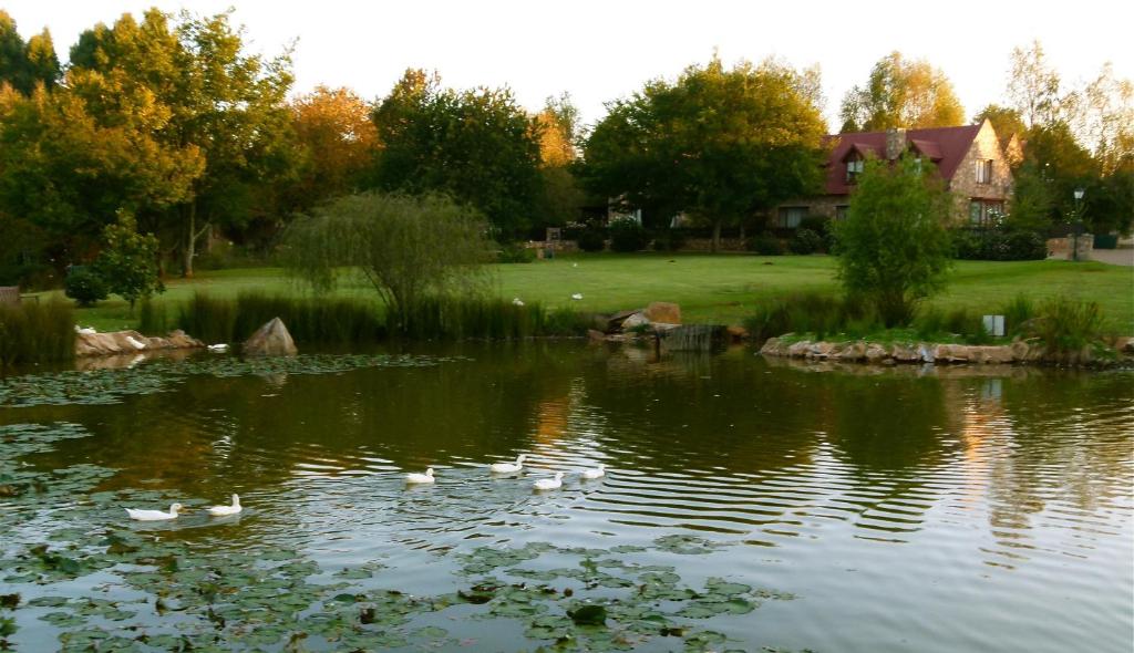德尔斯特鲁姆Delagoa Cottage Dullstroom的一群鸭子在池塘里游泳