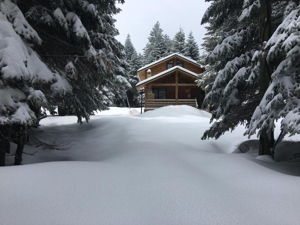 乌鲁达Uludag Orman Koskleri的雪地里的小木屋,有雪覆盖的树木