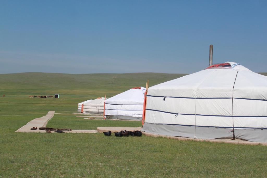 NalayhNomad Horse Camp的草场上两个白色帐篷,有动物