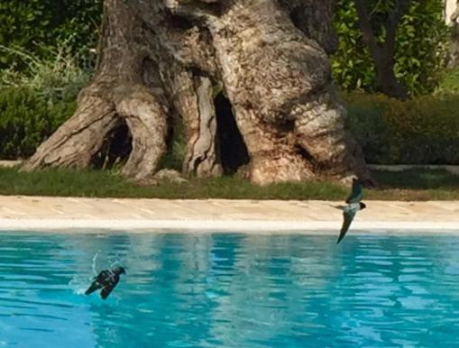托雷坎内马塞里亚托雷德迪亚曼特乡村民宿的树旁水中的两只鸟