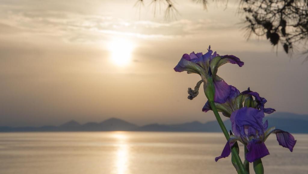 伊兹拉Seasidehouse的紫色花,有太阳背景