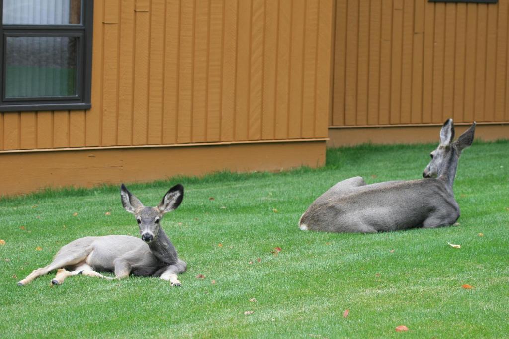 费尔蒙特温泉费尔蒙山腰别墅的两只鹿躺在建筑物旁边的草地上
