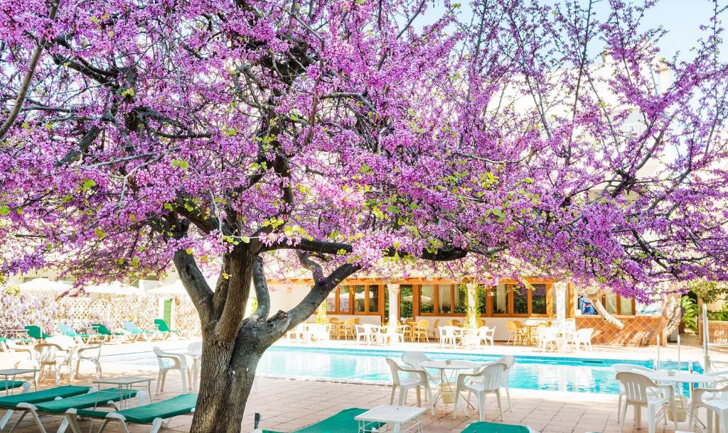 帕格拉伽雅酒店的游泳池旁一棵紫色花树