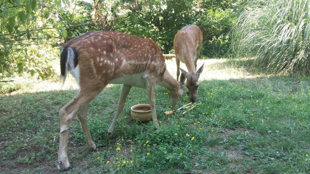 奥瓦达卡希纳布里克公寓的两个鹿在院子里吃草