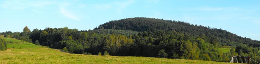 BrzeżankaAgroturystyka Zacisze Czarna Owca的一片草木茂密的山丘,背景是树木林立
