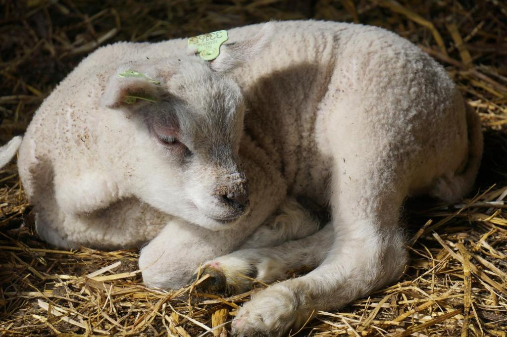 东卡佩勒德维德维尔腾酒店的一只羊躺在干草中,眼睛闭了