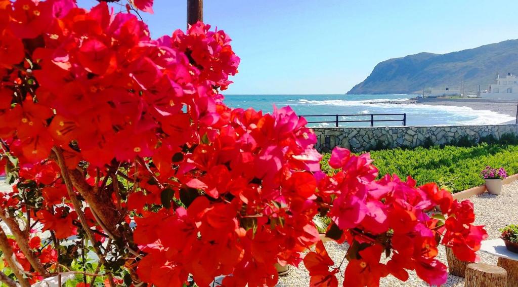 莫拉托斯SEA-esta Beach Studios的海滩前的一大束红花