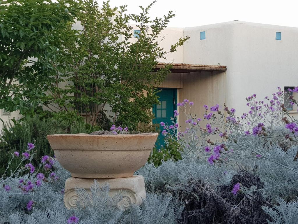Ma‘yan Barukh那诺之家的花园里种有紫色花的石头种植者