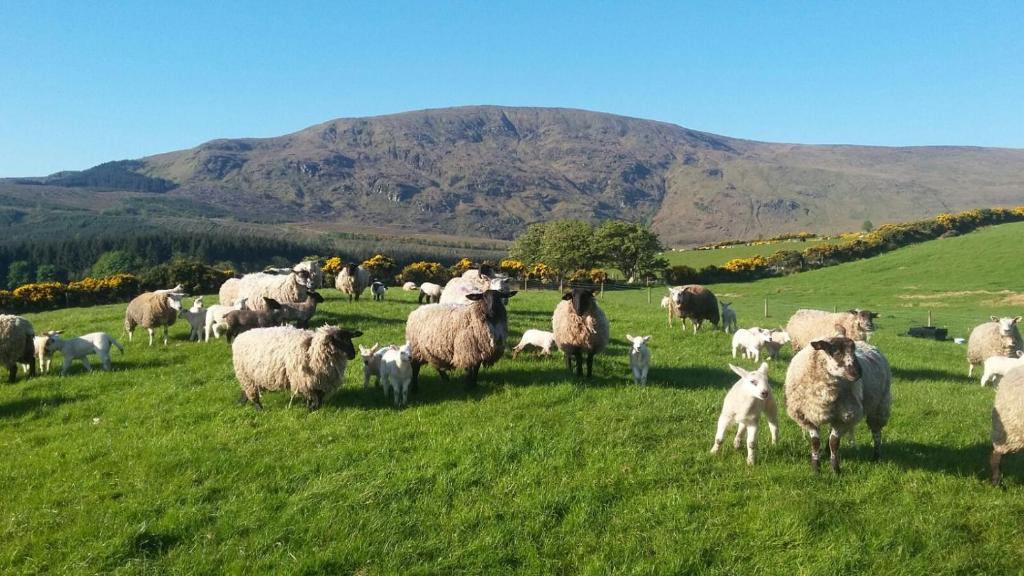 斯莱戈Avondale的一群羊,在绿地里,有山