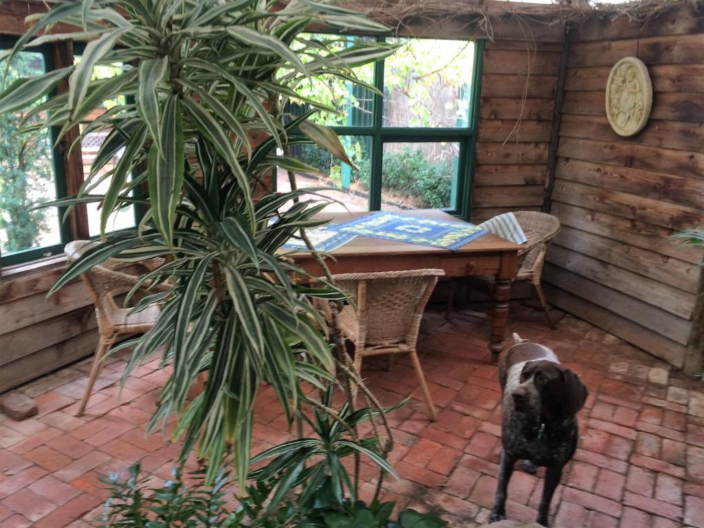 麦克拉伦谷胡椒住宿加早餐旅馆的一只黑狗站在房子桌子旁边