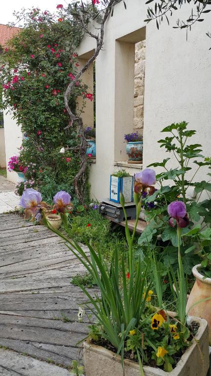 Neta‘imThe House of Taly & Erez的一座花园,在一座建筑前种有鲜花