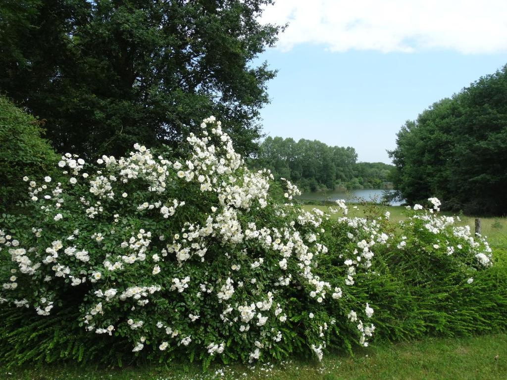 Le FayChalets du pontot的灌木丛,灌满白色的花朵,在河边