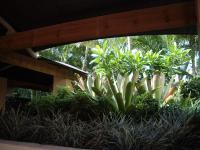 Bila Vista Kirra Beachside Apartments外面的花园