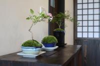 道草屋旅舎平面图
