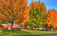 Shasta Pines Motel &amp; Suites平面图